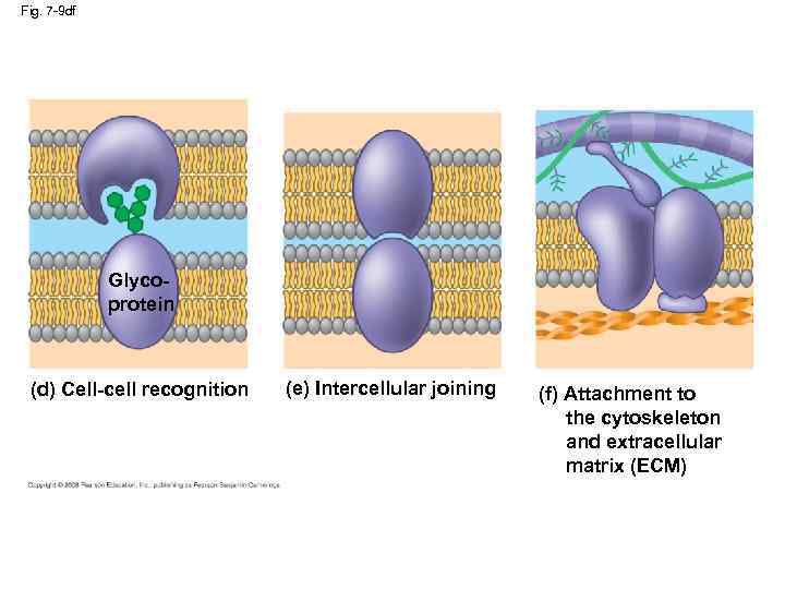 Fig. 7 -9 df Glycoprotein (d) Cell-cell recognition (e) Intercellular joining (f) Attachment to
