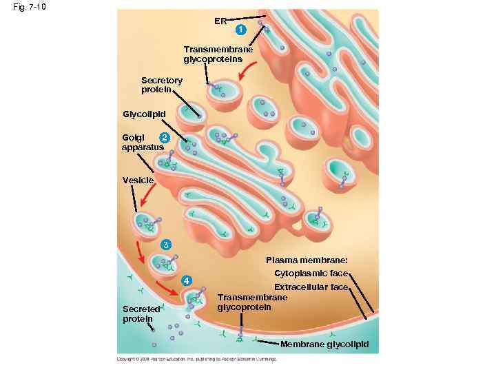 Fig. 7 -10 ER 1 Transmembrane glycoproteins Secretory protein Glycolipid Golgi 2 apparatus Vesicle