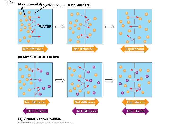 Fig. 7 -11 Molecules of dye Membrane (cross section) WATER Net diffusion Equilibrium (a)