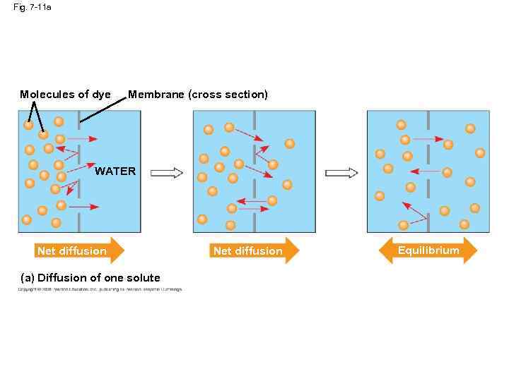 Fig. 7 -11 a Molecules of dye Membrane (cross section) WATER Net diffusion (a)