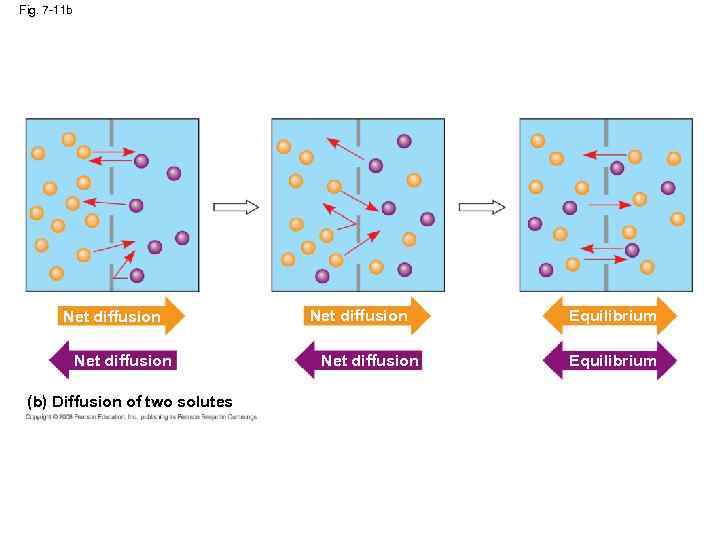 Fig. 7 -11 b Net diffusion (b) Diffusion of two solutes Net diffusion Equilibrium