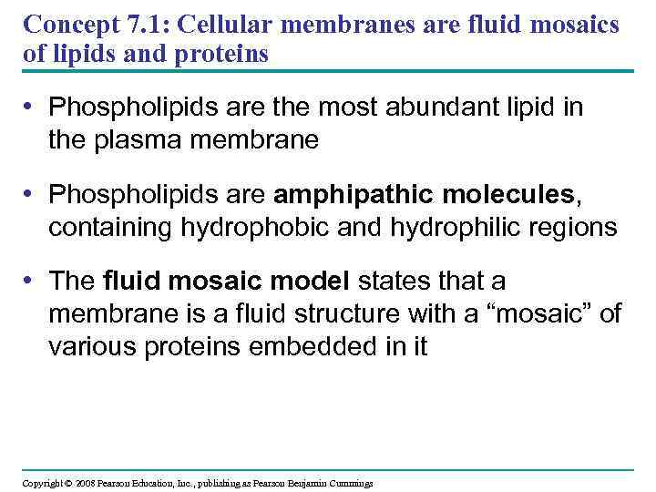 Concept 7. 1: Cellular membranes are fluid mosaics of lipids and proteins • Phospholipids