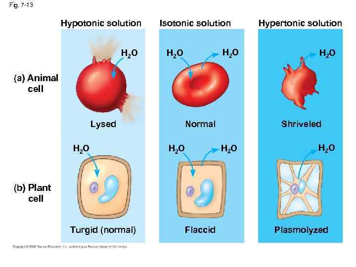 Fig. 7 -13 Hypotonic solution H 2 O Isotonic solution H 2 O Hypertonic