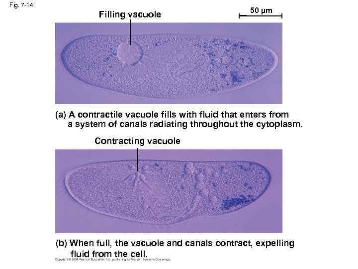 Fig. 7 -14 Filling vacuole 50 µm (a) A contractile vacuole fills with fluid