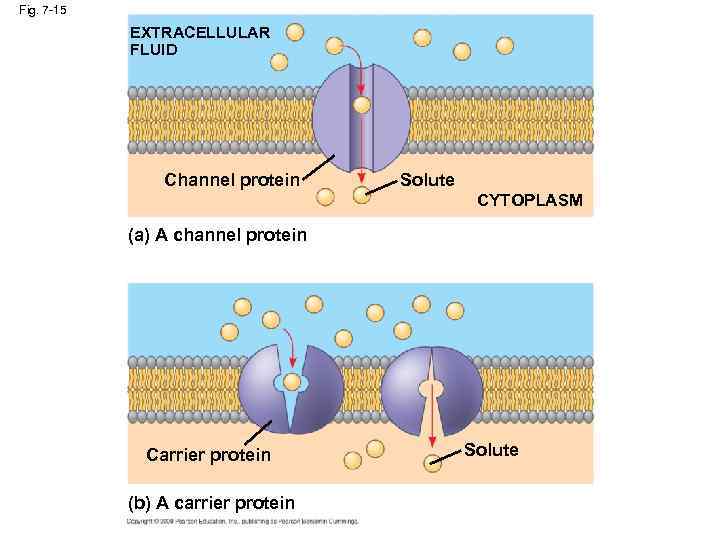 Fig. 7 -15 EXTRACELLULAR FLUID Channel protein Solute CYTOPLASM (a) A channel protein Carrier