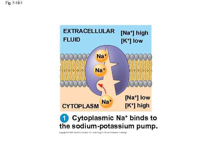 Fig. 7 -16 -1 EXTRACELLULAR FLUID [Na+] high [K+] low Na+ CYTOPLASM Na+ [Na+]