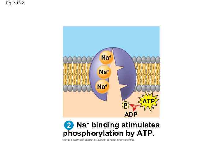 Fig. 7 -16 -2 Na+ Na+ P ADP ATP 2 Na+ binding stimulates phosphorylation