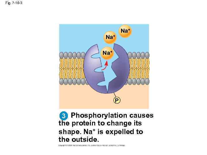 Fig. 7 -16 -3 Na+ Na+ P 3 Phosphorylation causes the protein to change