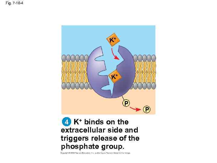 Fig. 7 -16 -4 K+ K+ P 4 K+ binds on the extracellular side