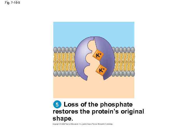 Fig. 7 -16 -5 K+ K+ 5 Loss of the phosphate restores the protein’s