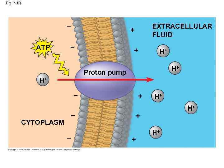 Fig. 7 -18 – ATP EXTRACELLULAR FLUID + – + H+ H+ Proton pump
