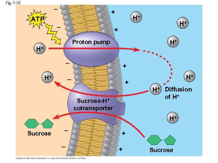 Fig. 7 -19 – + ATP – H+ H+ + Proton pump H+ H+