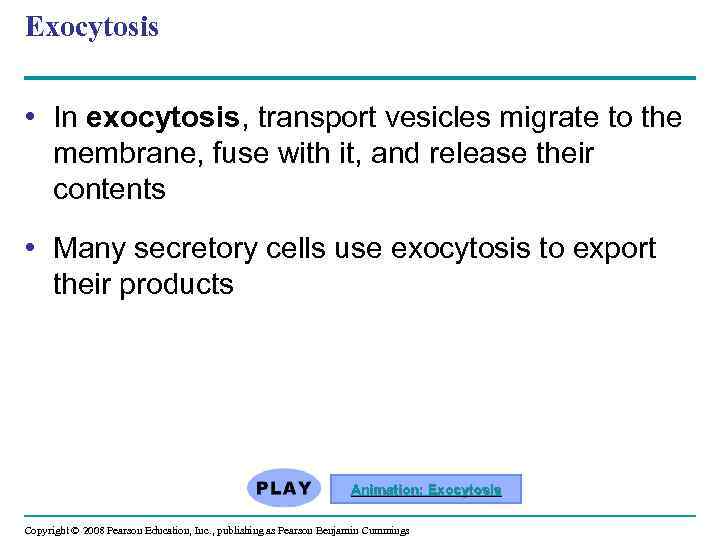 Exocytosis • In exocytosis, transport vesicles migrate to the membrane, fuse with it, and