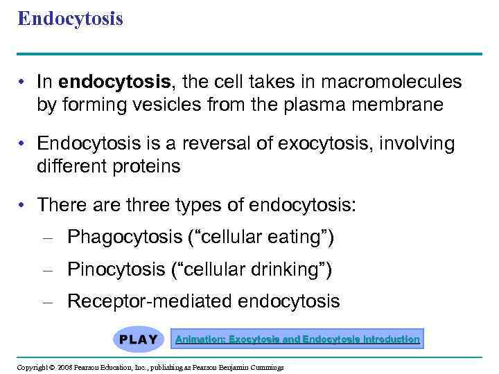 Endocytosis • In endocytosis, the cell takes in macromolecules by forming vesicles from the