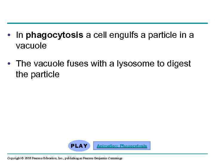  • In phagocytosis a cell engulfs a particle in a vacuole • The