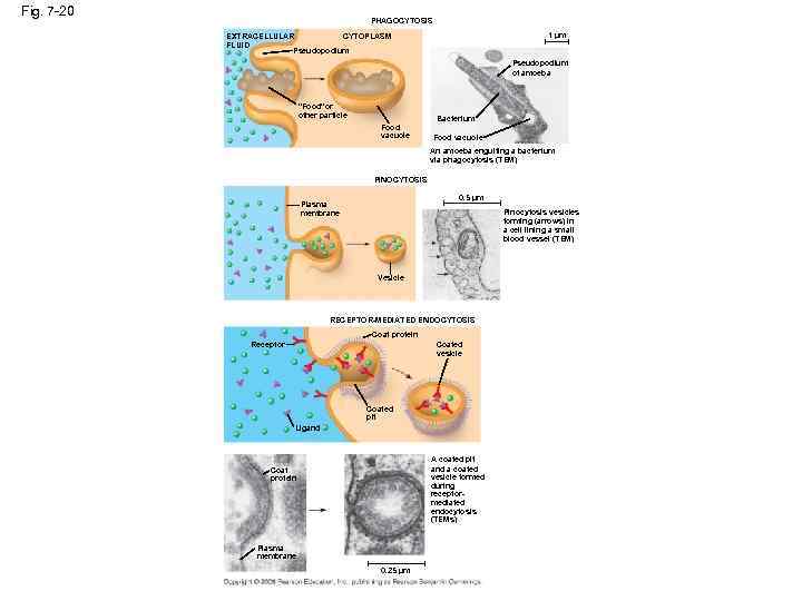 Fig. 7 -20 PHAGOCYTOSIS 1 µm EXTRACELLULAR CYTOPLASM FLUID Pseudopodium of amoeba “Food”or other