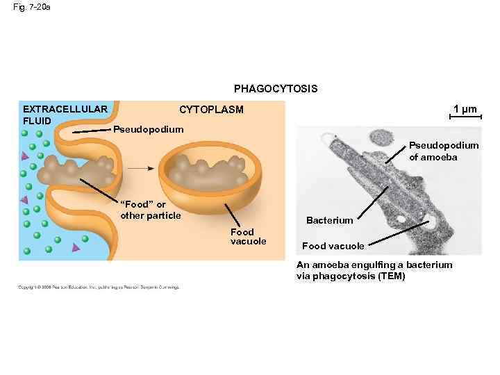 Fig. 7 -20 a PHAGOCYTOSIS EXTRACELLULAR FLUID 1 µm CYTOPLASM Pseudopodium of amoeba “Food”