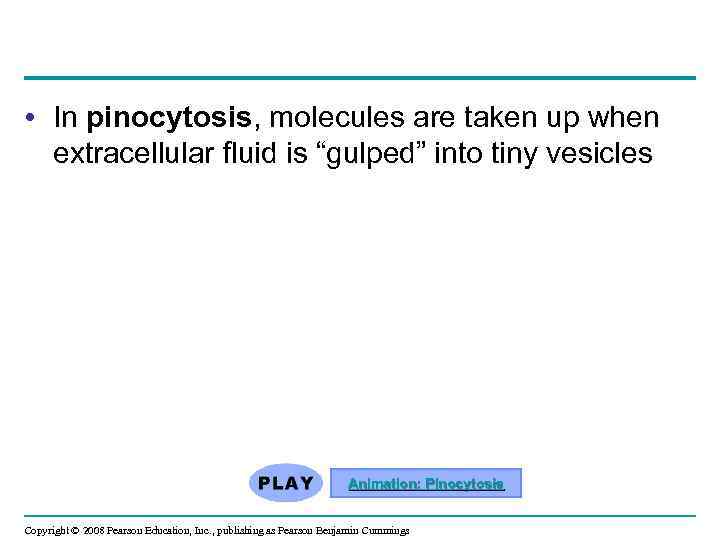  • In pinocytosis, molecules are taken up when extracellular fluid is “gulped” into