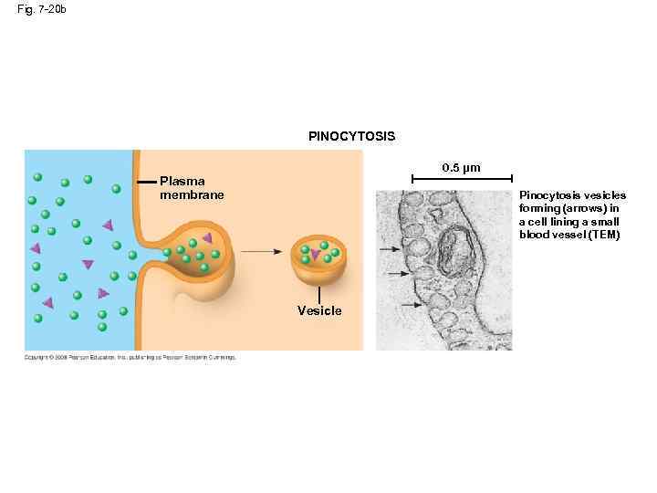 Fig. 7 -20 b PINOCYTOSIS 0. 5 µm Plasma membrane Pinocytosis vesicles forming (arrows)