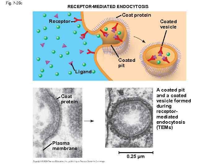 Fig. 7 -20 c RECEPTOR-MEDIATED ENDOCYTOSIS Coat protein Receptor Coated vesicle Coated pit Ligand