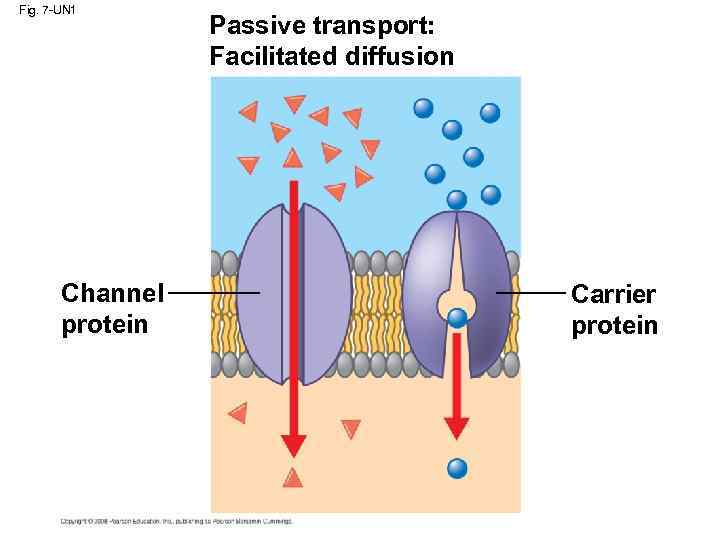 Fig. 7 -UN 1 Channel protein Passive transport: Facilitated diffusion Carrier protein 