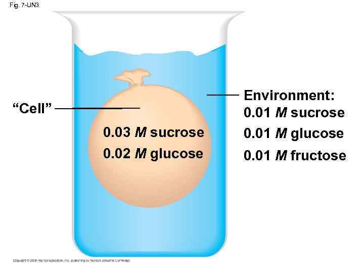 Fig. 7 -UN 3 “Cell” 0. 03 M sucrose 0. 02 M glucose Environment: