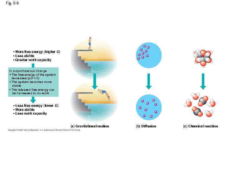 Fig. 8 -5 • More free energy (higher G) • Less stable • Greater