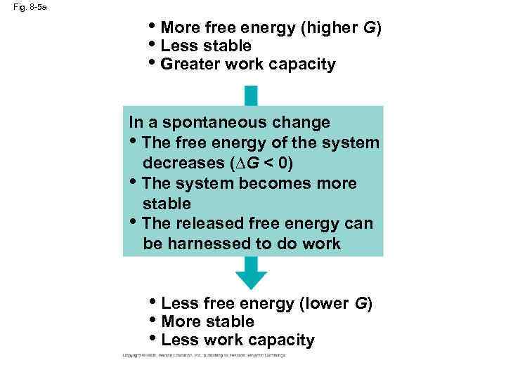Fig. 8 -5 a • More free energy (higher G) • Less stable •