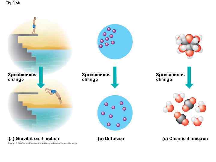 Fig. 8 -5 b Spontaneous change (a) Gravitational motion Spontaneous change (b) Diffusion Spontaneous