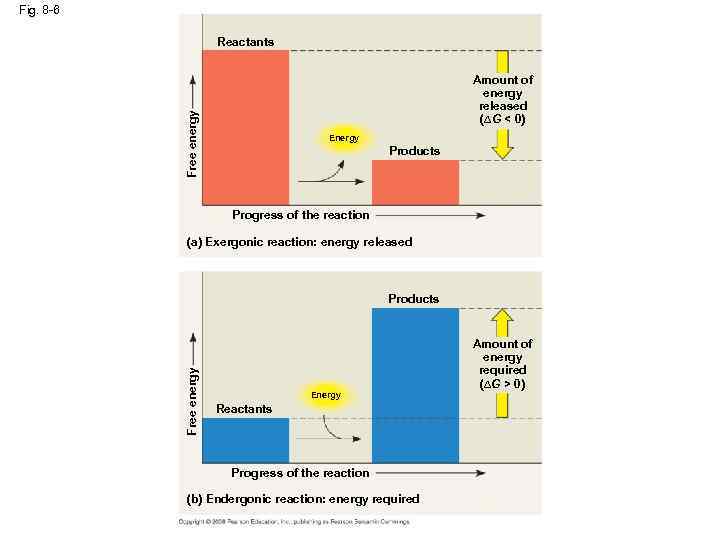Fig. 8 -6 Reactants Free energy Amount of energy released (∆G < 0) Energy