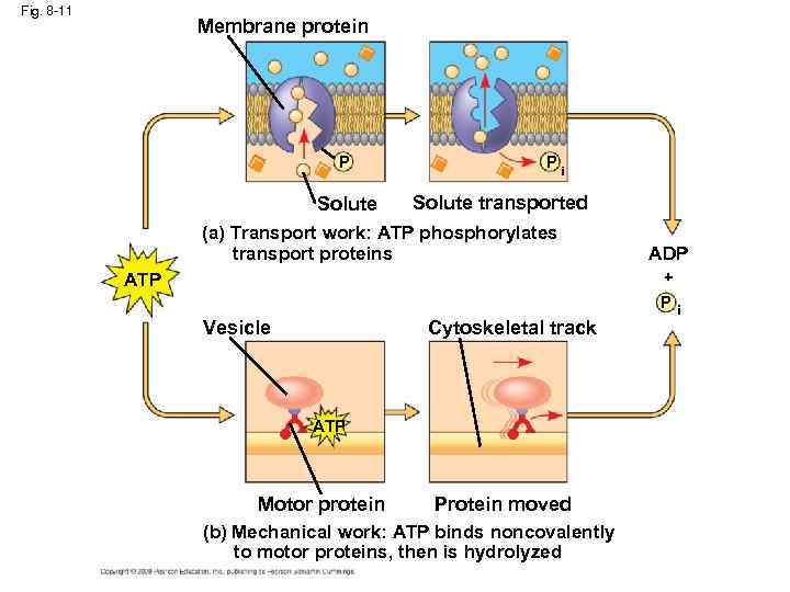 Fig. 8 -11 Membrane protein P Solute Pi Solute transported (a) Transport work: ATP