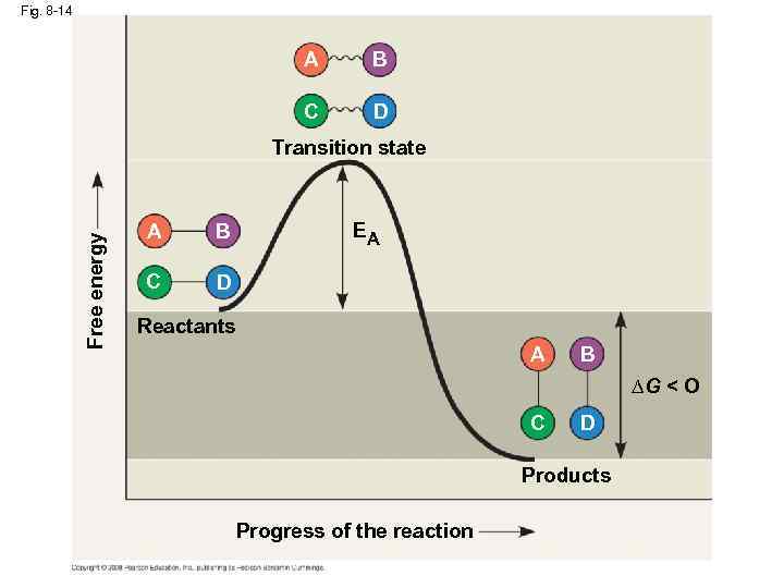 Fig. 8 -14 A B C D Free energy Transition state A C EA