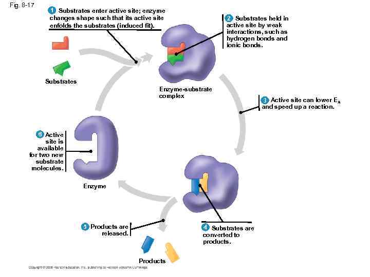 Fig. 8 -17 1 Substrates enter active site; enzyme changes shape such that its