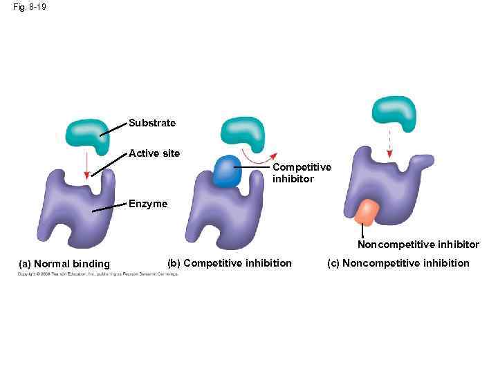 Fig. 8 -19 Substrate Active site Competitive inhibitor Enzyme Noncompetitive inhibitor (a) Normal binding