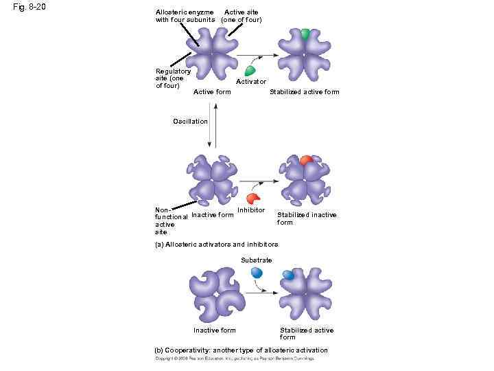 Fig. 8 -20 Active site Allosteric enyzme with four subunits (one of four) Regulatory