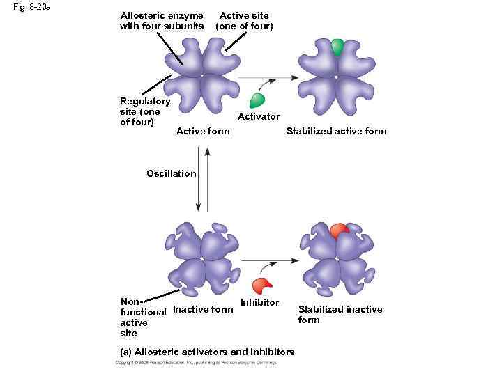 Fig. 8 -20 a Allosteric enzyme with four subunits Regulatory site (one of four)