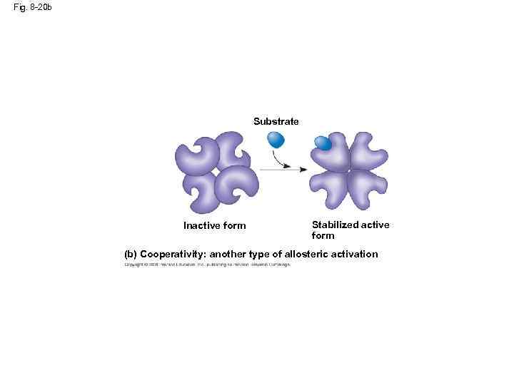 Fig. 8 -20 b Substrate Inactive form Stabilized active form (b) Cooperativity: another type