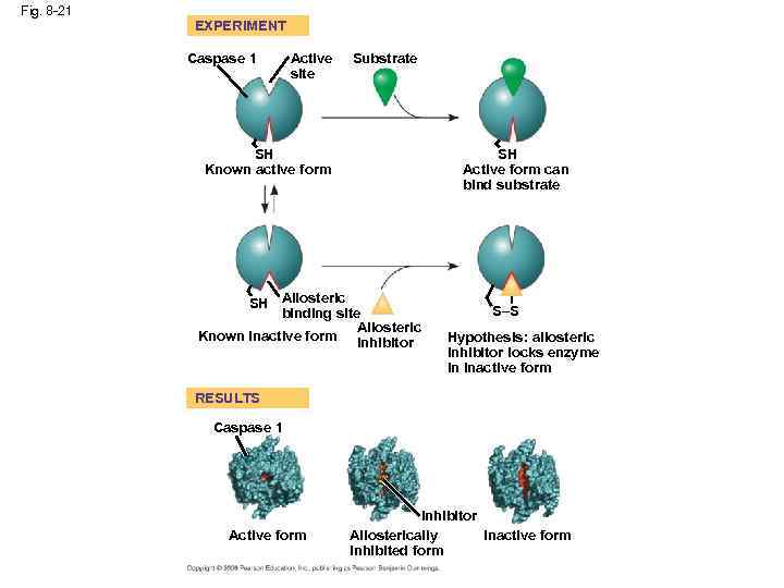 Fig. 8 -21 EXPERIMENT Caspase 1 Active site Substrate SH Known active form SH