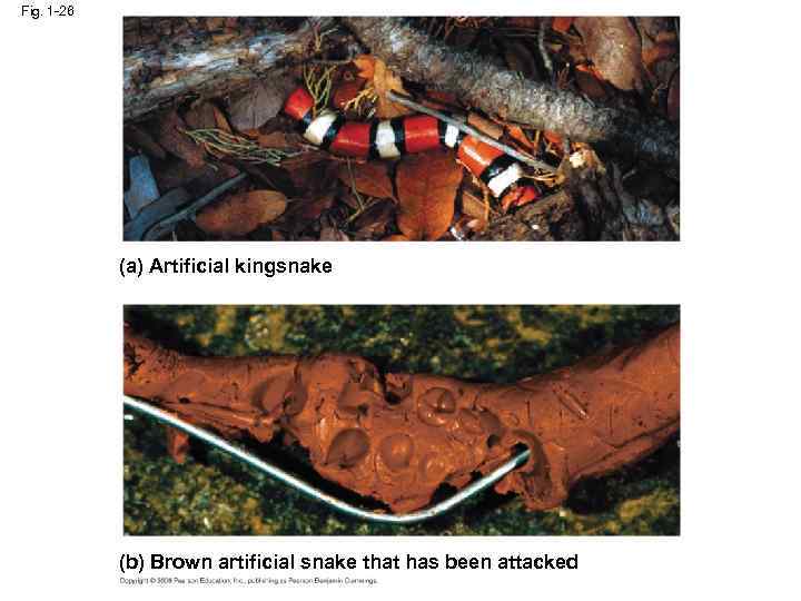 Fig. 1 -26 (a) Artificial kingsnake (b) Brown artificial snake that has been attacked