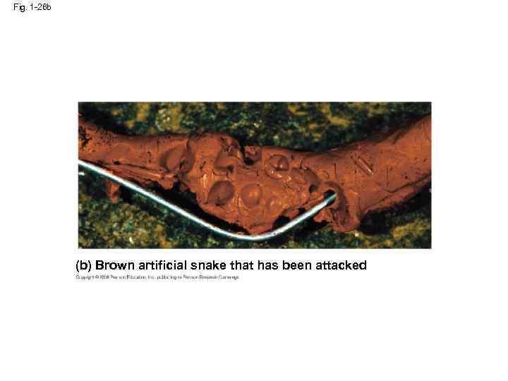 Fig. 1 -26 b (b) Brown artificial snake that has been attacked 