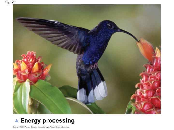 Fig. 1 -3 f Energy processing 