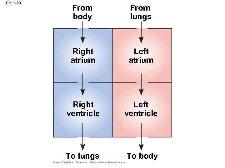 Fig. 1 -28 From body From lungs Right atrium Left atrium Right ventricle Left