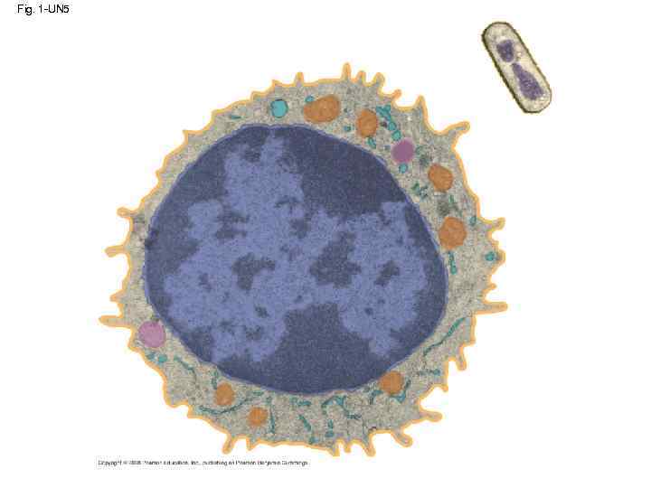 Fig. 1 -UN 5 