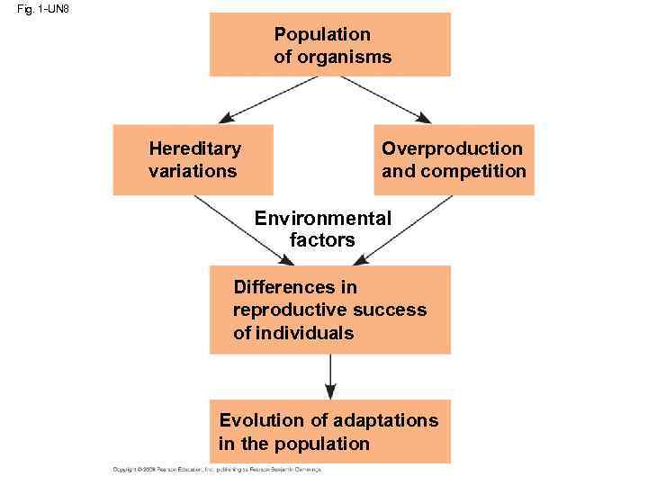 Fig. 1 -UN 8 Population of organisms Hereditary variations Overproduction and competition Environmental factors