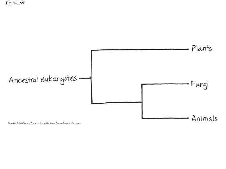 Fig. 1 -UN 9 