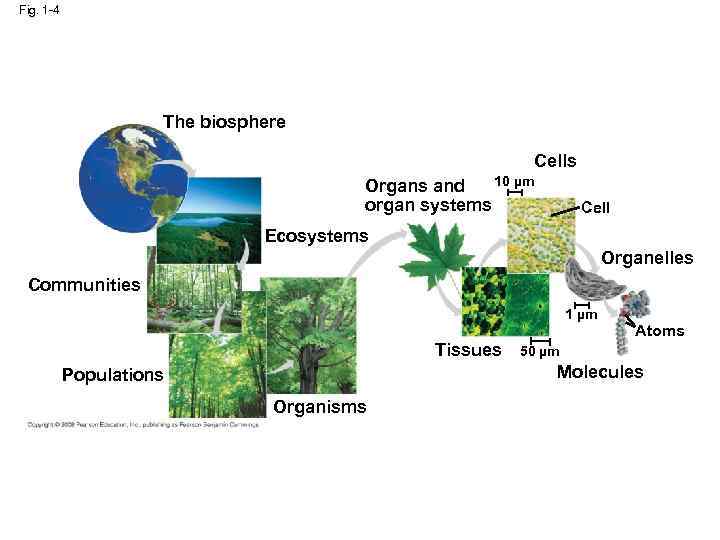 Fig. 1 -4 The biosphere Cells 10 µm Organs and organ systems Cell Ecosystems