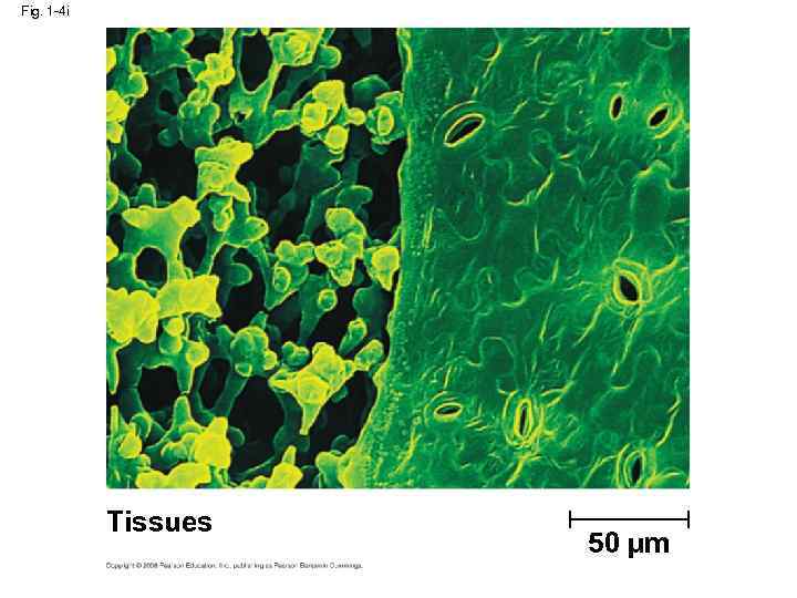 Fig. 1 -4 i Tissues 50 µm 