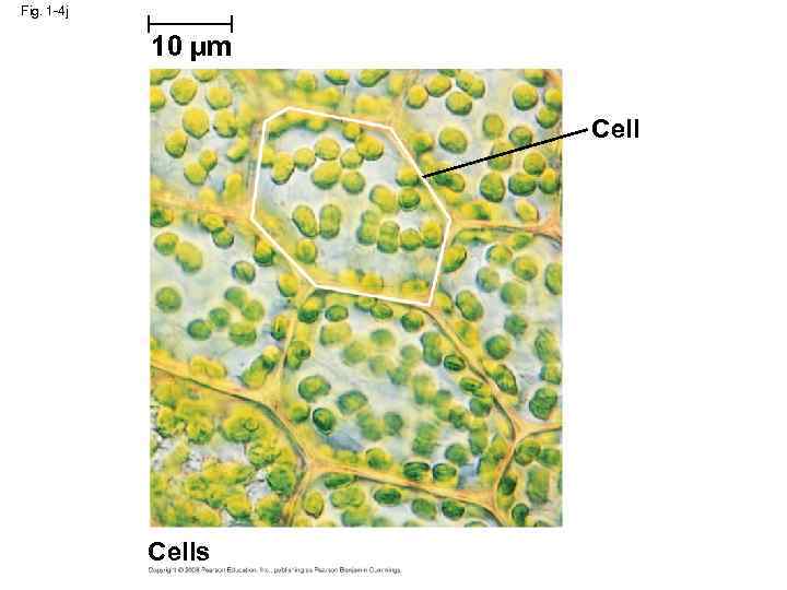 Fig. 1 -4 j 10 µm Cells 