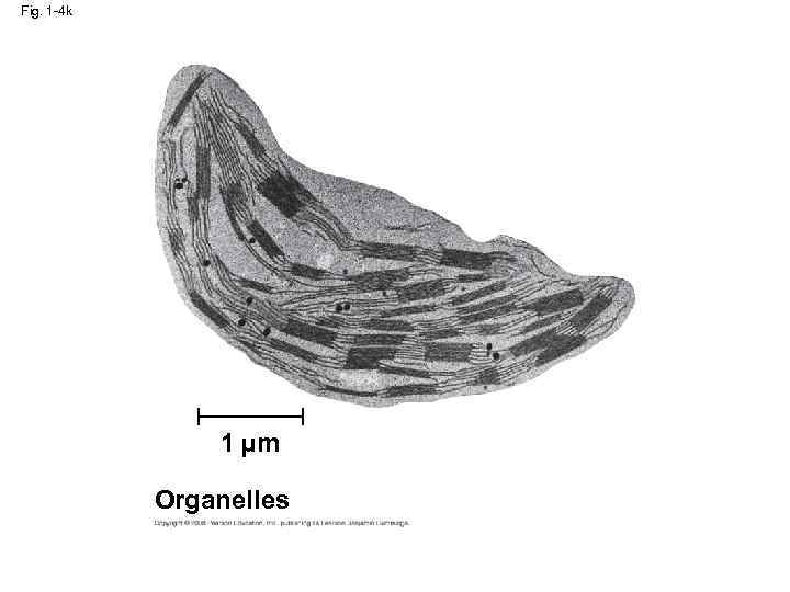 Fig. 1 -4 k 1 µm Organelles 