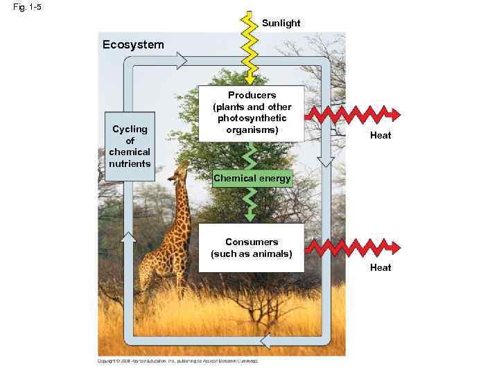 Fig. 1 -5 Sunlight Ecosystem Cycling of chemical nutrients Producers (plants and other photosynthetic